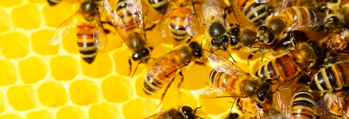 La ruche en danger