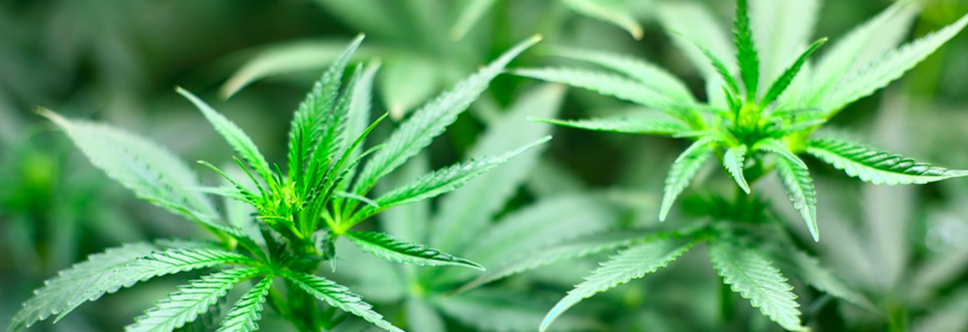 Cannabis : la prochaine panacée ?