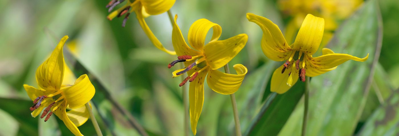 Retrouver nos alliées vertes dans la forêt