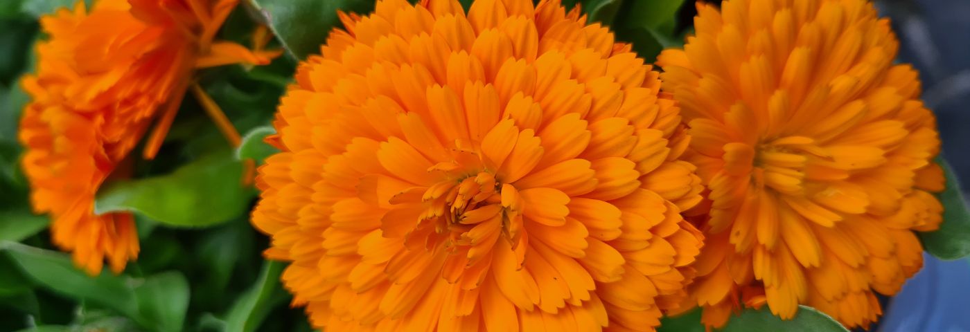 Manger des fleurs pour mettre de la beauté dans nos vies